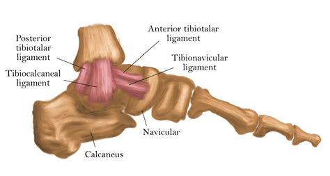 Anatomy of the Medial Ankle Ligaments and Injuries - Massage & Fitness ...