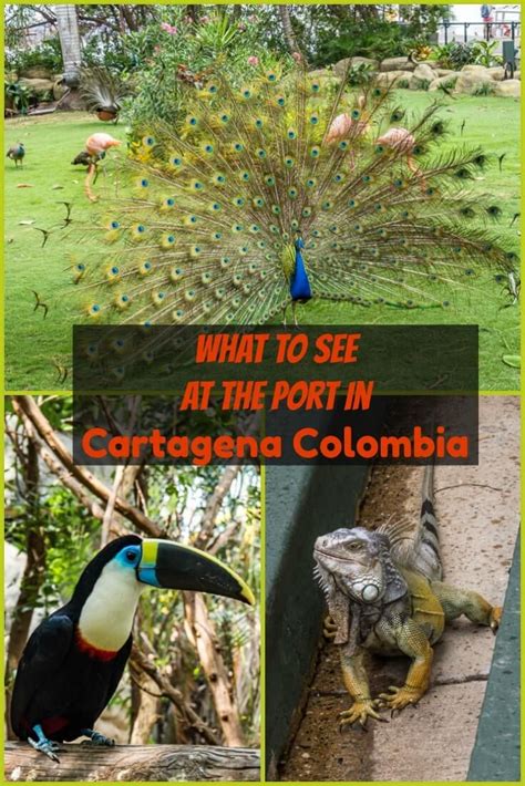 Cartagena Port Oasis: See the Wildlife When You Cruise to Colombia ...