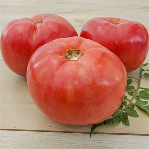 Brandywine Tomato Plants For Sale Shop Seeds Gurneys