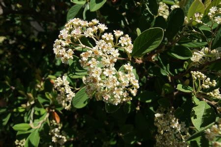 Parneys Cotoneaster Cotoneaster Lacteus Medium Sized Shrub With