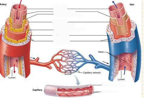 Lab 11 Structure Of Arteries Veins Capillaries Diagram Quizlet