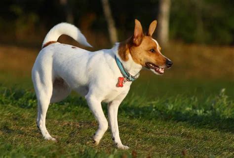 Toy Rat Terrier Puppies For Sale Anything Terrier