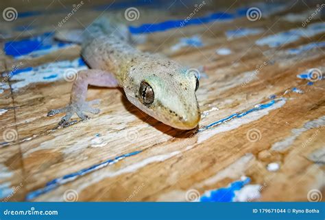 Gecko Common House Gecko Hemidactylus Frenatus Stock Photo Image Of