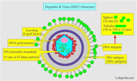 Hepatitis B Virus (HBV), Diagnosis and Treatment