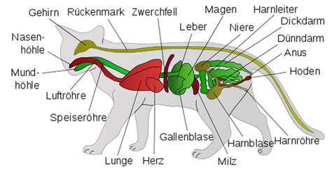 Wie Das Verdauungssystem Von Katzen Funktioniert