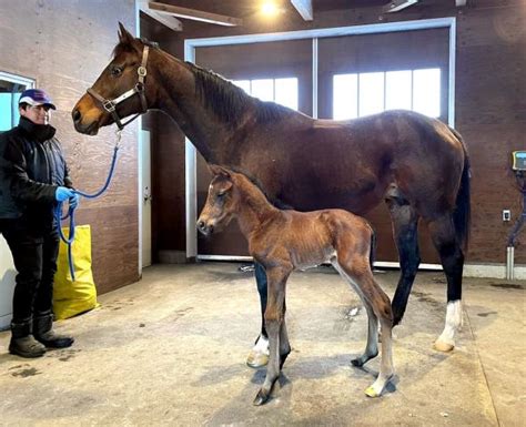 国内外g1を4勝した名牝ラヴズオンリーユーに第2子が誕生 レイデオロ産駒の牡馬 競馬ニュース Netkeiba