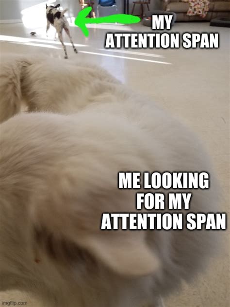 Image Tagged In Dogsattention Span Imgflip