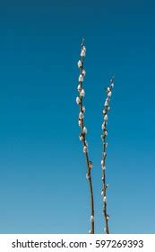 Beautiful Pussy Willow Buds Flowers Branches Stock Photo