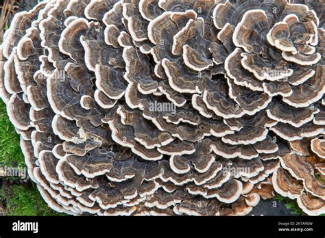 Trametes Versicolor Growing In The Forest The Mushroom Is Also Known As Turkey Tail Coriolus