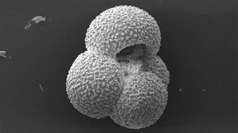 Globigerina Bulloides Image Eurekalert Science News Releases