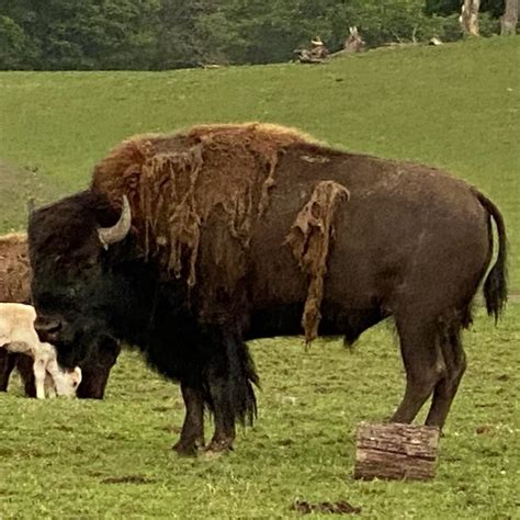 American Bison (Brown) - Varysburg, NY - Hidden Valley Animal Adventure