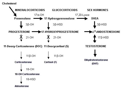 Congenital Adrenal Hyperplasia Cah Endocrine Medbullets Step 23