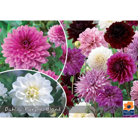 Dahliaknöl Till Dahlia Purple Blend Mix Wexthuset