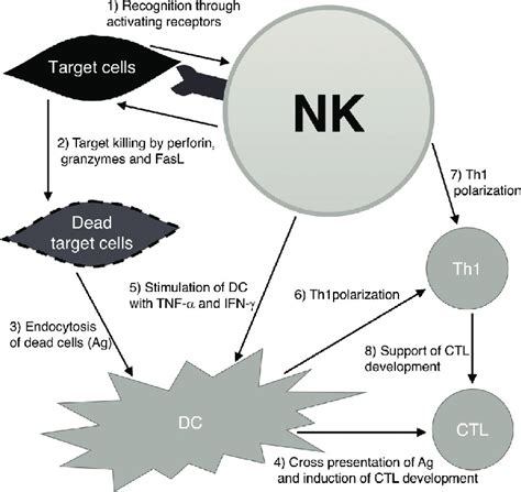 Summarized illustration of the roles executed by NK cells following the ...