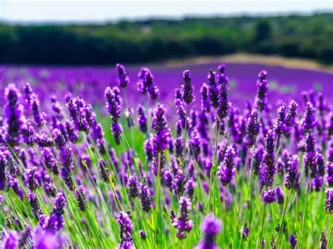 14 Of The Best Smelling Flowers On The Planet