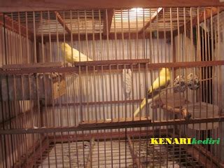 Teknik Budidaya Burung Kenari Penangkaran Kenari