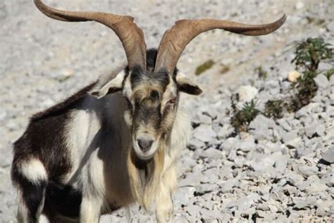 Spanish Goat Breed: Facts and Profile Information