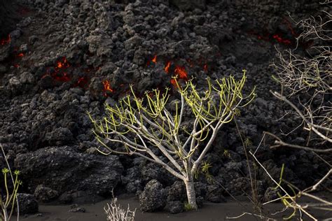 Miles de abejas sobreviven bajo cenizas del volcán de La Palma