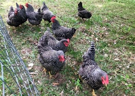 Inventar Surtido Pescador Gallina Barrada Ponedora Responsabilidad