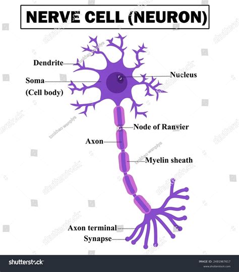 Structure Of A Motor Neuronanatomy Of Nerve Royalty Free Stock Vector 2491967617