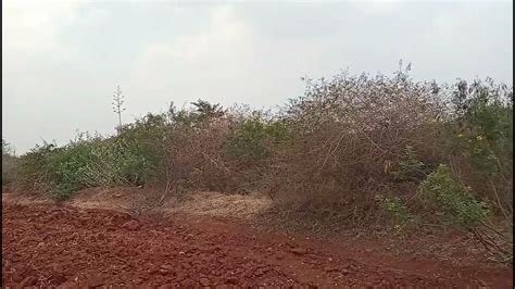 2 Acre 16 Guntas Agriculture Land For Sale Near Gundalpet 8197434359