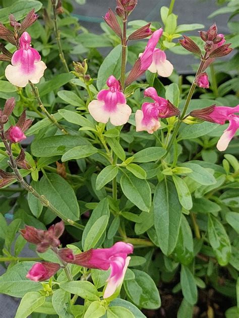 Salvia Greggi Mirage Rose Bicolor De Tuinstek