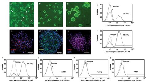 Implantation Of Gl261 Neurospheres Into C57bl6 Mice A More Reliable