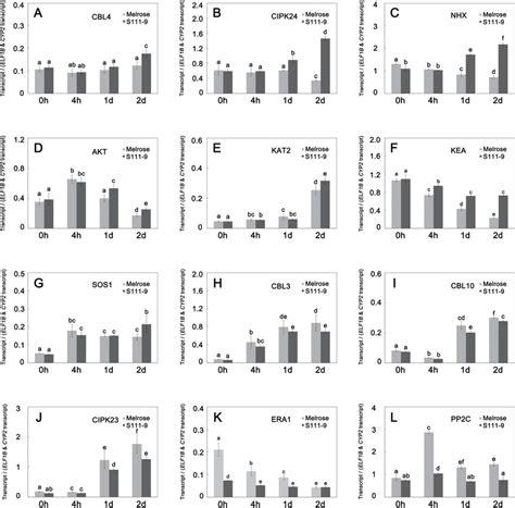 Salt Stress Induced Expression Of Genes Related To Na Transport