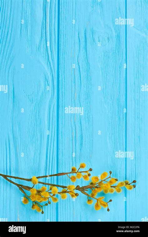 Pussy Willow Twig On Blue Wooden Background Branch Of The Pussy Willow With Yellow Flowering