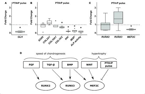 Effects Of Pulsed Pthrp Treatment On Runx2 Runx3 And Mef2c Mpc Download Scientific Diagram