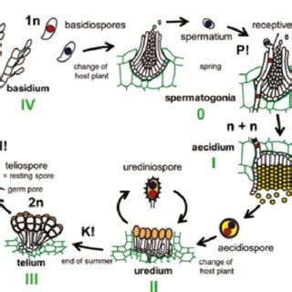 Corn Smut Life Cycle