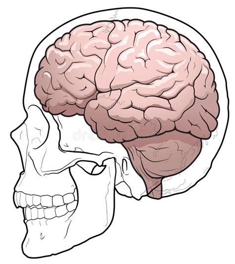 Human Brain And Skull Stock Vector Illustration Of Cranium