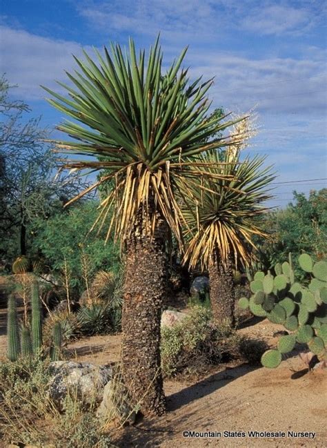 16 Spanish Dagger Plant Moesemishale