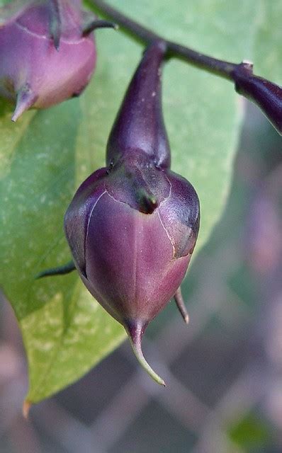 Moonflower Seed Pod Randy Parker Flickr