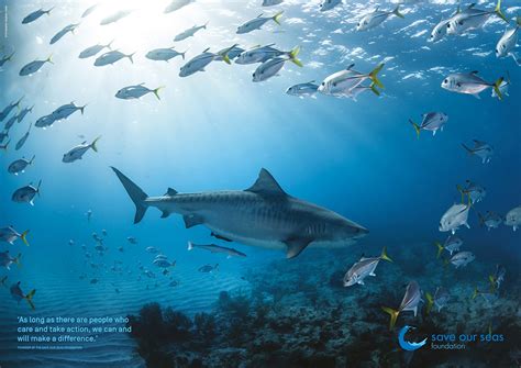 Why Are Sharks Important Save Our Seas Foundation