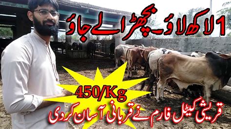 Qurashi Cattle Farm Kay Sastay Bull For Qurbani Cattle