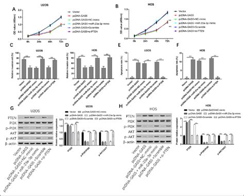 GAS5 Inhibits Osteosarcoma Cell Migration And Invasion Via MiR 23a The