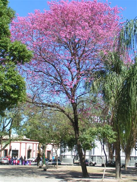 Tabebuia Avellanedae Lapacho Rosado Plantas Y Jardín