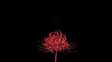 Spider Lily Wallpapers Top Free Spider Lily Backgrounds Wallpaperaccess