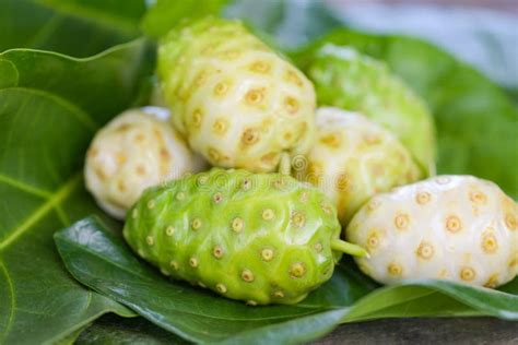 Noni Fruit Herbal Medicines Fresh Noni From Tree Other Names Great