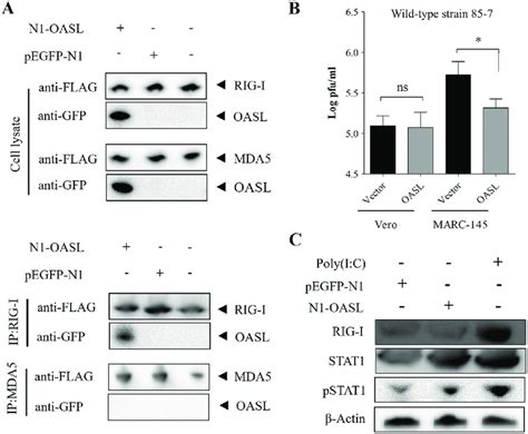 Oasl Interacted With Rig I To Regulate Antiviral Response Of Interferon