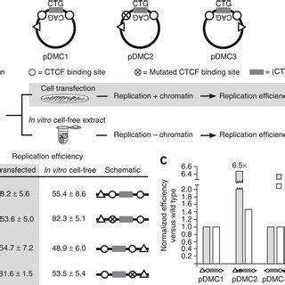 The Effects Of CTCF On Replication Efficiency A Replication Templates