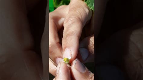 Hand Pollinating Cucumbers Youtube