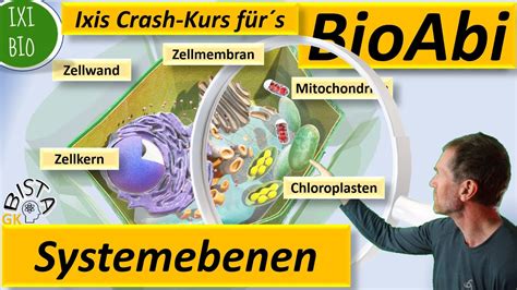 Biologie Systemebenen Organismusebene Pflanze Bis Zur Atom Ebene Bei