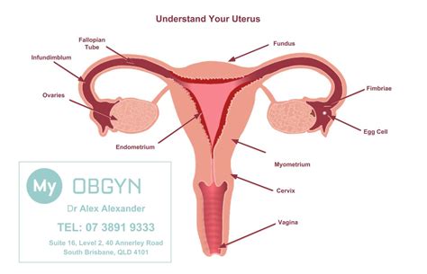 The Uterus Structure Location Vasculature Teachmeanatomy 50 Off