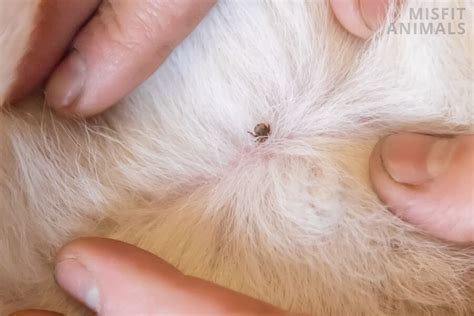 What Ticks Look Like On Dogs