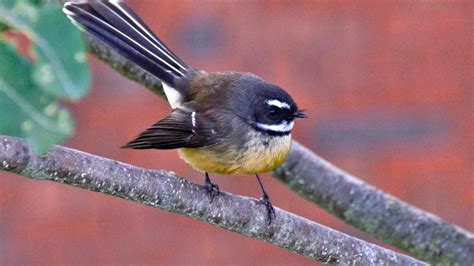 New Zealand birds A - Z: Native animal conservation