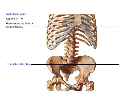 Solution Anterior Abdominal Wall And Inguinal Canal Studypool