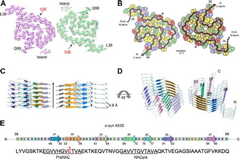 Cryo Em Structure Of Amyloid Fibril Formed By α Synuclein Hereditary