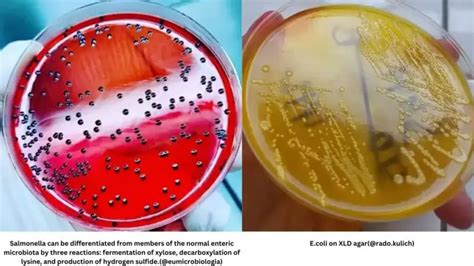 Xylose Lysine Deoxycholate Xld Agar Composition Preparation